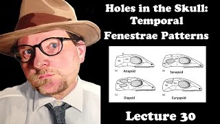 Lecture 30 Holes in the Skull Temporal Fenestrae Patterns [upl. by Eitra785]