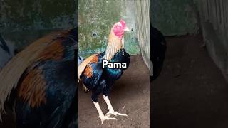 Pama ayam beternakayam hewanpeliharaan pama [upl. by Atirat]