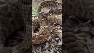 creepycrawly shorts rattlesnake Western Diamondback Rattlesnake Crotalus atrox [upl. by Benge]