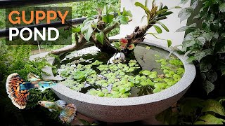 Mini Pond in the balcony for guppies UPDATE [upl. by Rosy]