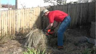 Pruning a Karl Foerster Grass to promote the best spring growth [upl. by Yraccaz843]