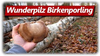 Birkenporling Ötzi Heilpilz sammeln  Merkmale Verwechslung Verwendung [upl. by Hildy913]