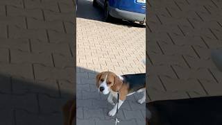 Hejka beagle wakacje shots beagletv puppy jackrussell beaglepup pets [upl. by Jareen]