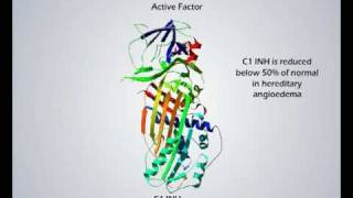 C1 Esterase Inhibitor  Medical Animation [upl. by Kcinimod]