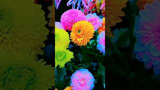 Beautiful natural flowers gardens 🌺💐🌿natureflowers naturalflowerytshtsyoutubebeautifulflowers [upl. by Richie]