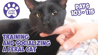 Training And Socializing A Feral Cat  Part 13  Days 103  115  Cat Video Compilation [upl. by Aniles]