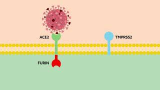 Combating SARSCoV2 with precision medicine [upl. by Clementius]