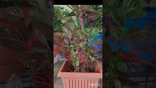 Blood leaf plant care viralvideo shorts bearysgardenanddailyvlogs [upl. by Iaht774]