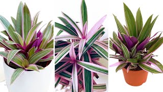 Tradescantia Spathacea propagation  Rhoeo Plant Care and Grow  Oyster plant  Moses in the Cradle [upl. by Curren]