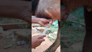 Intramammary injection in Cattle 💉🐄 shorts [upl. by Hyde]