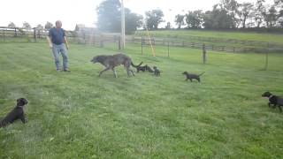 Scottish Deerhound puppies [upl. by Onahpets]