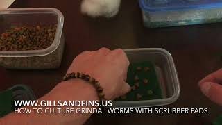 HOW TO CULTURE GRINDAL WORMS WITH SCRUBBER PADS [upl. by Firehs]