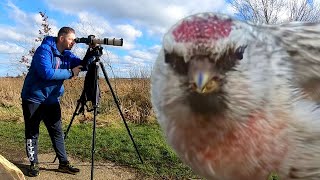 Rarest birds of februari 2024 in the Netherlands [upl. by Shay]