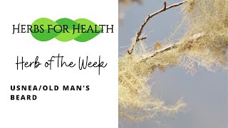 Usnea  Herbs Of The Week  Old Mans Beard Natural Medicine From The Woods [upl. by Alithea952]