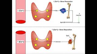 Regulation of Blood Calcium via PTH and Calcitonin [upl. by Etteb]