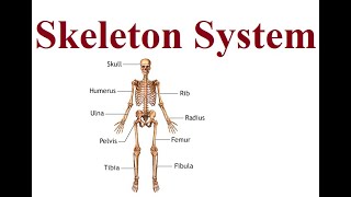 Skeleton Muscles  2024 [upl. by Readus]