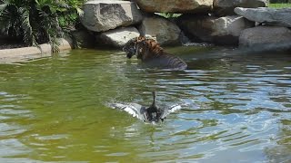 Worlds bravest duck plays with Sumatran tiger for fun [upl. by Yesmar]