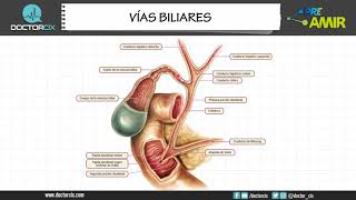 VÍAS BILIARES [upl. by Renado932]