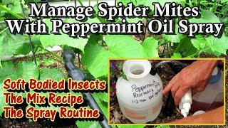 How to Use Peppermint Oil Spray on Cucumbers Squash amp Beans Spider Mites and Soft Bodies Insects [upl. by Llerrah]