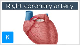 Right Coronary Artery Function  Human Anatomy  Kenhub [upl. by Justus956]