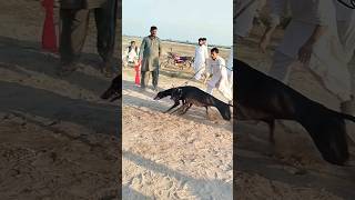 Greyhound Dog Race trending video viral shortvideo dog animals race puppy pets greyhound [upl. by Enyawed414]