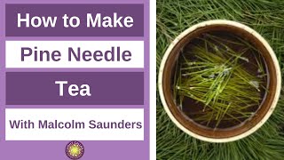 How to Make Pine Needle Tea  plus other questions answered [upl. by Auburta439]