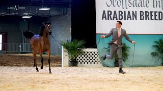 The Scottsdale Arabian Horse Show 2023 [upl. by Kulseth]