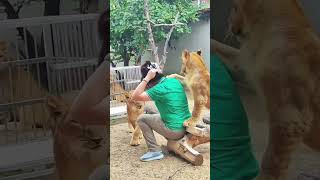 🦁🦁🦁Ouch lioncub lion kitten foryou fpy cute kitty zoo adorable [upl. by Adnawal]