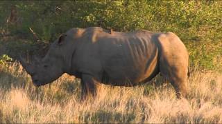 Rhinos in Manyeleti Game Reserve  South Africa Travel Channel 24 [upl. by Yltneb]