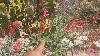 Differences between Penstemon centhranthifolius and Penstemon eatonii [upl. by Werdnaed]