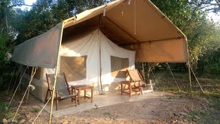 Luxury Tented Safari Camp Tour in Masai Mara [upl. by Aicirtel167]