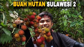 Berburu buahbuahan hutan 🔥rujak buah hutan 😋 [upl. by Anaujd690]