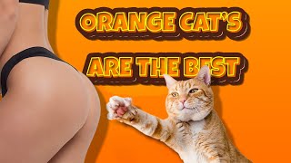 Life of the Orange cat owner 😂🐱 [upl. by Clemmie280]