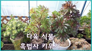 다육 식물 흑법사 키우기  Aeonium arboreum zwartkop [upl. by Adlev]