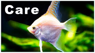 Angelfish Care and Breeding Check Out All The Varieties [upl. by Arahsit]