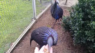 Vulturine guineafowl  Gierparelhoenders in Barneveld [upl. by Annahsohs]