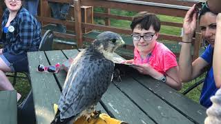 Discovery Bay Wild Bird Rescue at Camp Beausite Olympic Peninsula Washington State with Raptors [upl. by Akcirahs226]