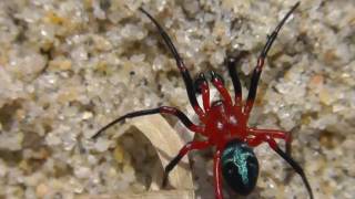 🐝 Australian quotRed and Blackquot Spider  First Sighting  Real Japan Monsters [upl. by Dloreh]