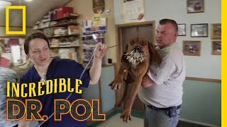 Bloodhounds vs Porcupine  The Incredible Dr Pol [upl. by Paterson437]