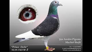 Silver eye dolle Jan aadran Machiel buijk bird 🦅 winning blood lineage bird [upl. by Nyladnek909]