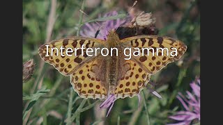 Interferon gamma [upl. by Sawtelle]