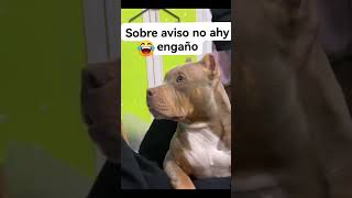 AJAJJAAJ perros firulais [upl. by Tirrej]