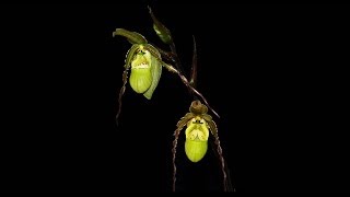 Wonderful blooming of an orchid Phragmipedium richteri  Time Lapse [upl. by Aleda822]