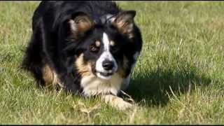 Border Collie en apprentissage au troupeau [upl. by Schaffel]