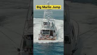 Giant Blue Marlin Fish Jumping While Fishing in the Bahamas  fishing fishingvideo fish [upl. by Oletha768]