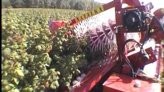 NATALKA  półrzędowy kombajn do zbioru malin jesiennych raspberry harvester [upl. by Aidyl]