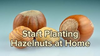 Start Planting Hazelnuts at Homegarden plants [upl. by Liana]