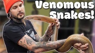 Feeding Venomous Snakes [upl. by Bokaj646]