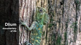 Chameleon forest dragon Gonocephalus chamaeleontinus [upl. by Sikorski]