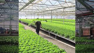 Hydroponics Business  The Amhydro Solution [upl. by Sherrard]